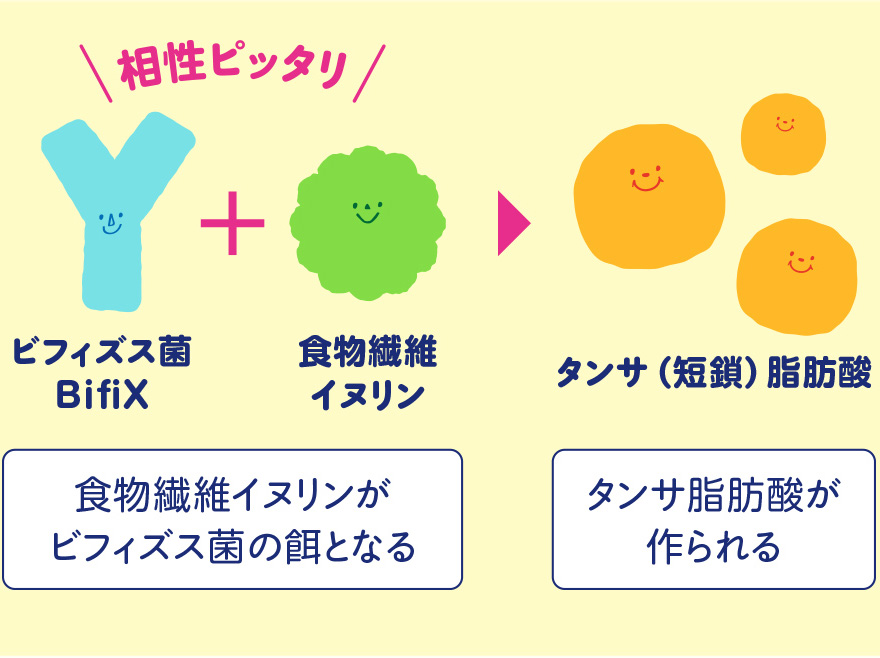 「ビフィズス菌BifiX ＋ 食物繊維イヌリン」食物繊維イヌリンがビフィズス菌の餌となる→「タンサ（短鎖）脂肪酸」タンサ脂肪酸が作られる