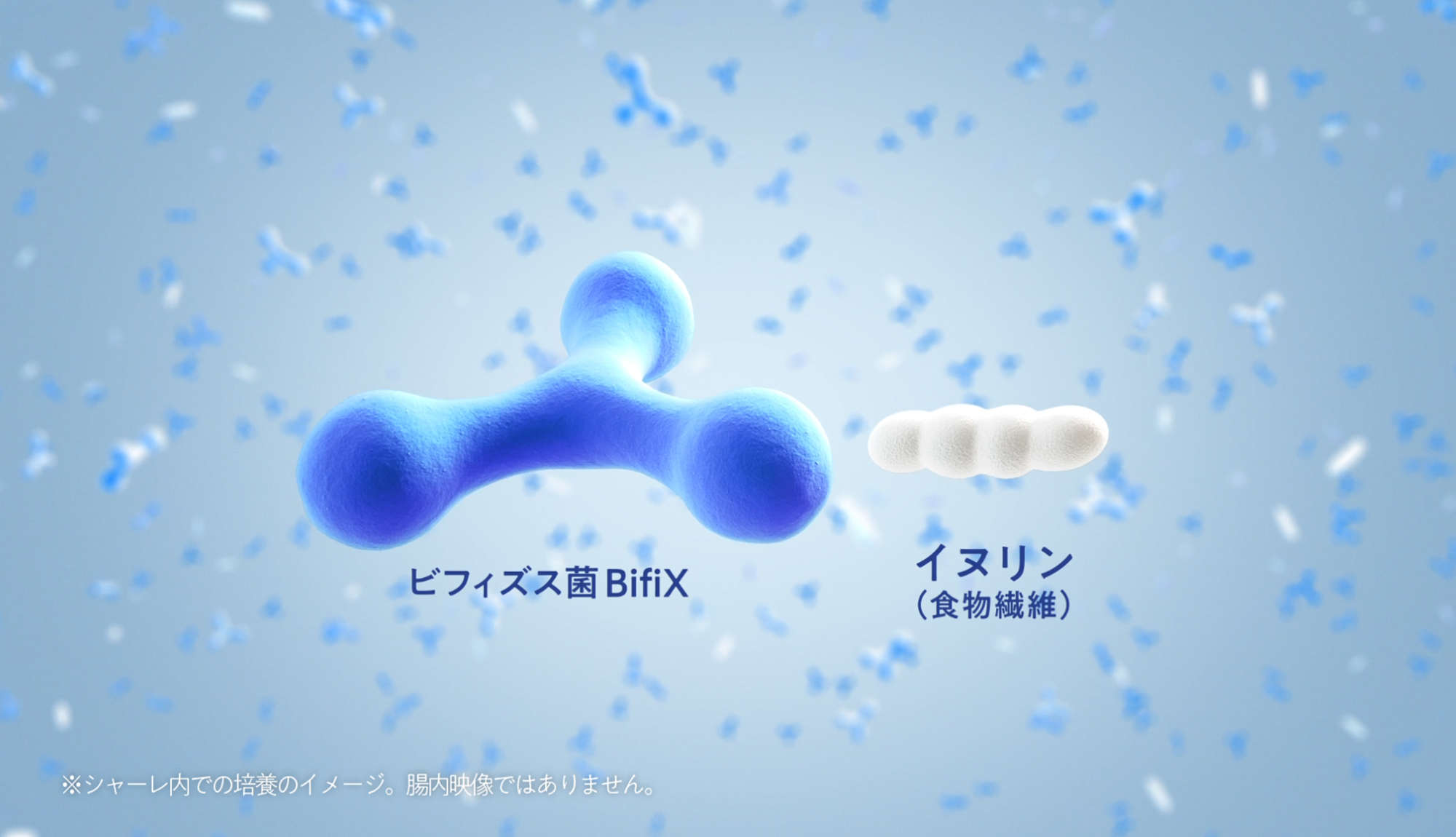 ビフィズス菌BifiXとイヌリン(食物繊維) ※シャーレ内での培養イメージ