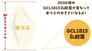 2500個の GCL1815乳酸菌が重なって 米つぶの大きさになるよ！