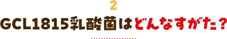 2 GCL1815乳酸菌はどんなすがた？