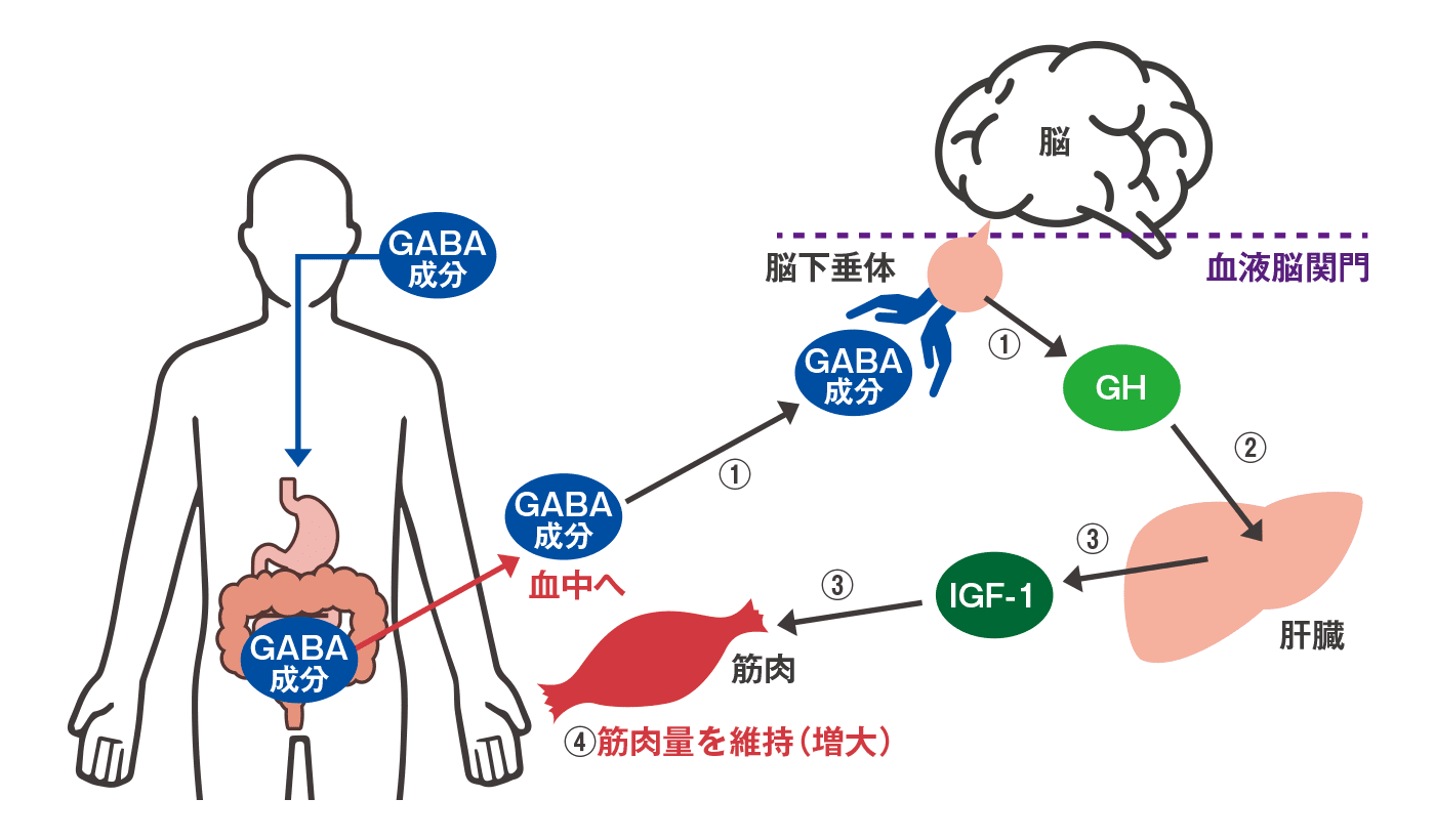 GABAの筋肉量維持（増大）メカニズム