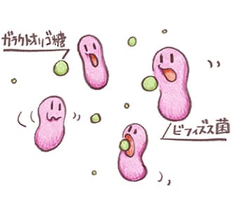 ビフィズス菌に働く「ガラクトオリゴ糖」配合