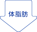 体脂肪